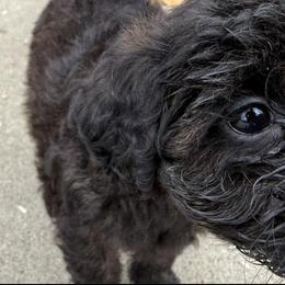 Schnoodles from Snickerdoodle Doodles