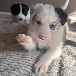 Boy 3 - White and blue merle male Border Collie puppy in Jonesboro, Arkansas from Hampton Border Collies