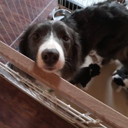 Ma'ab - Border Collie