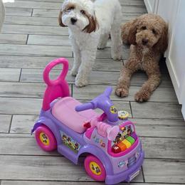 Goldendoodle All Grown Up from Goldendoodle AZ
