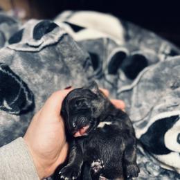 German Shepherd Puppies from Legacy K9’s