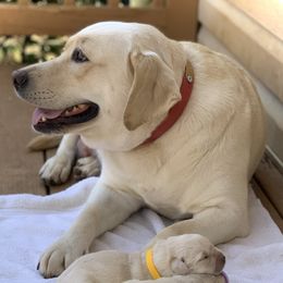German Shepherd and Labrador Retriever Puppies from DogSmith Purebreds