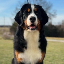 Sami - Bernese Mountain Dog