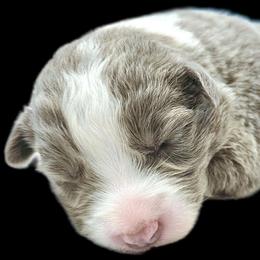 Violet - Lilac female Border Collie puppy in Cedar Springs, Michigan from Lyncroft Border Collies