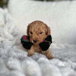 Cinnamon - Apricot male Poodle puppy in Charlotte, North Carolina from Bruno & Co. Puppies