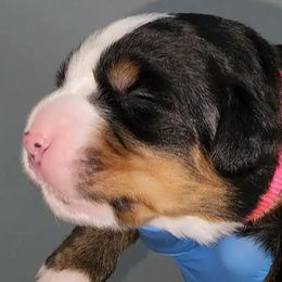Girl 1 - Bernese Mountain Dog puppy in Las Vegas, Nevada from Rogarci Berners Ranch