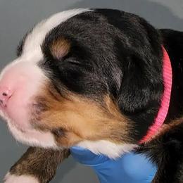 Girl 1 - Bernese Mountain Dog puppy in Las Vegas, Nevada from Rogarci Berners Ranch