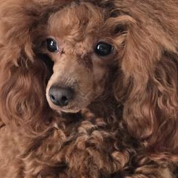 Bannon - Poodle
