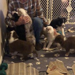 "Puppy Love" Australian Shepherd Puppies from LL Farm Australian Shepherds