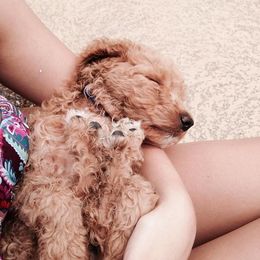 Golden Retriever, Goldendoodle, and Poodle Puppies from Down Home Doodles