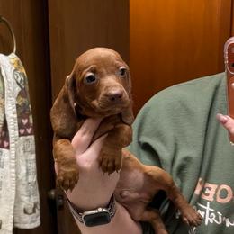 Pike - Red male Dachshund puppy in Athens, Texas from County Road Puppies