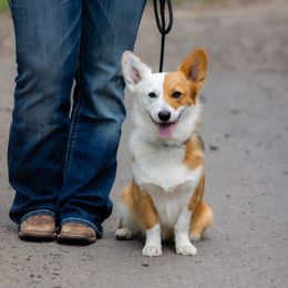 Delilas - Pembroke Welsh Corgi