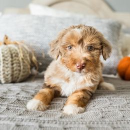 Aussiedoodle, Bernedoodle, and Poodle Puppies from Doodle Belle Puppy