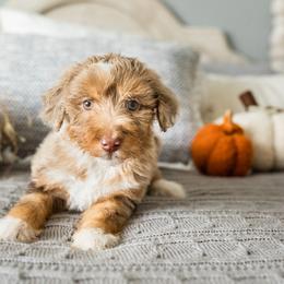 Aussiedoodle, Bernedoodle, and Poodle Puppies from Doodle Belle Puppy