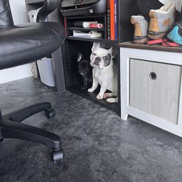 French Bulldog Puppies from Rockstar Kennel