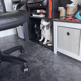 French Bulldog Puppies from Rockstar Kennel
