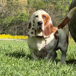 Styles - Basset Hound