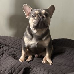French Bulldogs from Downtown frenchies