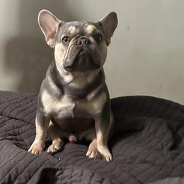 French Bulldogs from Downtown frenchies