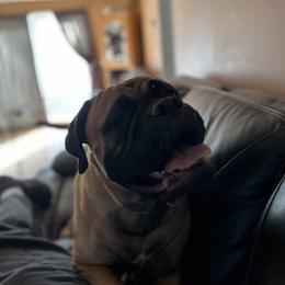 Bullmastiff Puppies from Curnwood’s Bullmastiff’s