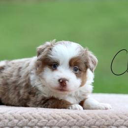 Galaxy - Red merle male Toy Australian Shepherd puppy in Prague, Oklahoma from Clay Creek Aussies