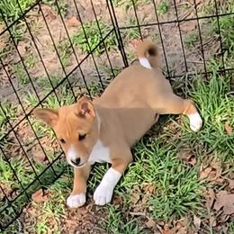 Dakota boy 2 - Red and white male Basenji puppy in Caldwell, Texas from Candyce Witte