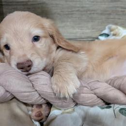 Dachshund Puppies from Goldie Girls Ranch Dachshunds