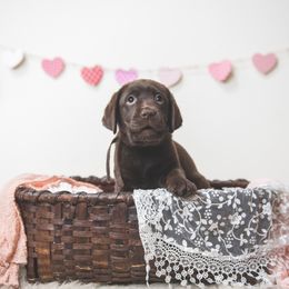 Labrador Retriever Puppies from Lorlyn Labradors