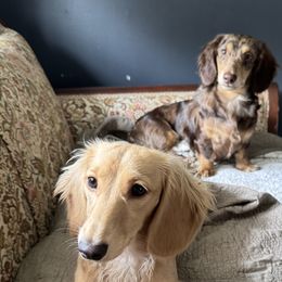 Dachshunds from Mallard's Miniature Dachshunds