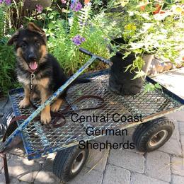German Shepherd Puppies from Central Coast German Shepherds
