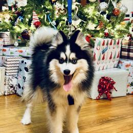 Rocky - Black and white male Pomsky puppy in Murfreesboro, Tennessee from Middle Tennessee Pomskies