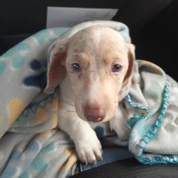 Dachshund Puppies from Wilson's Kennels