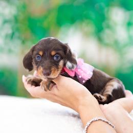 Chloe - Dapple female Dachshund puppy in Fort Myers, Florida from Blossom Paws