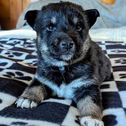 White Girl - Lumi - Black and tan female Lapponian Herder puppy in Prattsburgh, New York from Maalattu Koirankoppi Lapponian Herders