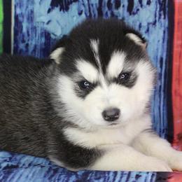 Luna - Pink - Black and white female Alaskan Malamute puppy in Independence, Virginia from New River Valley Malamutes
