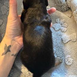 Maleficent - Black and tan female Dachshund puppy in Whitehouse, Texas from Bonded Oaks Doxies