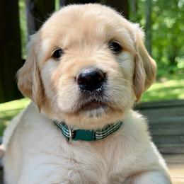 Everest - Light golden male Golden Retriever puppy in Doniphan, Missouri from Stockford’s Golden Retrievers