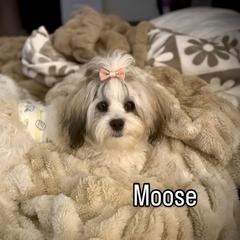 Doberman Pinscher and Mal-Shi All Grown Up from Tx Pups