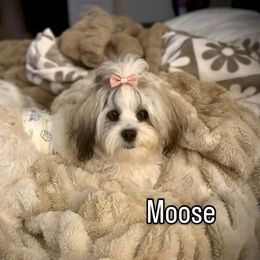 Doberman Pinscher and Mal-Shi All Grown Up from Tx Pups