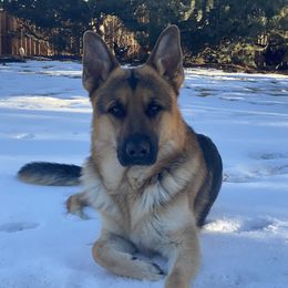 Mando - German Shepherd