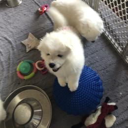 Red - White and biscuit female Samoyed puppy in Colorado Springs, Colorado from T&M Samoyeds
