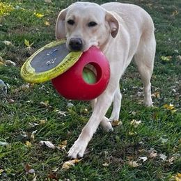 Labrador Retrievers from Old Line Labradors