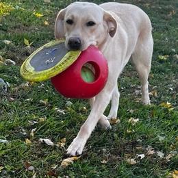 Labrador Retrievers from Old Line Labradors