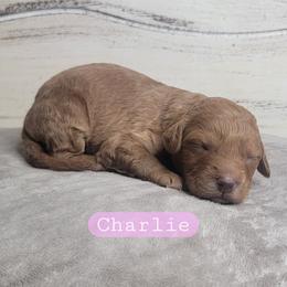 Charlie (Pink Collar) - Red  female Goldendoodle puppy in Scurry, Texas from 07 Seven Oaks Goldens and Doodles