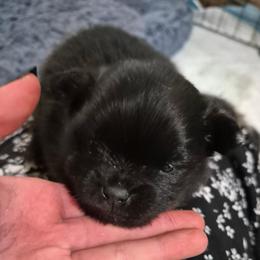Coal - Black male Pomeranian puppy in Adairsville, Georgia from BE North GA Pomeranians