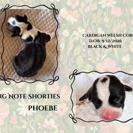Phoebe - Black and white female Cardigan Welsh Corgi puppy in Casper, Wyoming from Flying Note Shorties