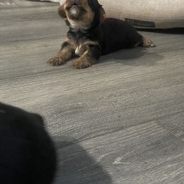 Yorkshire Terrier Puppies from K’s Yorkies