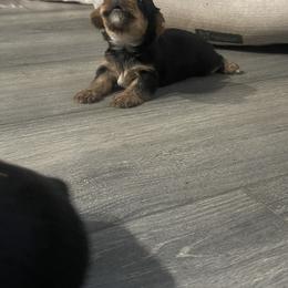 Yorkshire Terrier Puppies from K’s Yorkies