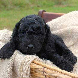 Binx- Male- AKC Mini Poodle- Stokesdale, NC - Black male Poodle puppy in Stokesdale, North Carolina from His and Hers Poodles and Doodles