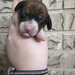 Cocoa - Black and tan male Dachshund puppy in Athens, Texas from County Road Puppies